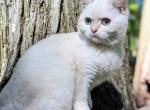 Reserved Fifi British Shorthair black point girl - British Shorthair Kitten For Sale - Cleveland, OH, US