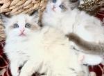 Snowdoll Ragdoll litter - Ragdoll Kitten For Sale - 