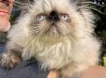 Seal point girl - Persian Kitten For Sale - 