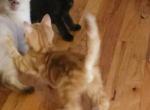 Tortil - Domestic Kitten For Sale - 