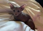 Lilac blue boys - Oriental Kitten For Sale - Cassatt, SC, US