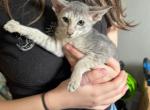 Blue smoke tabby girl - Oriental Kitten For Sale - Cassatt, SC, US