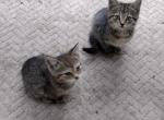 No Name - Savannah Kitten For Sale - Michigan City, IN, US