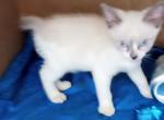 Bluept Snowshoe Half Price - Snowshoe Kitten For Sale - Walterboro, SC, US