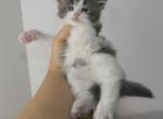 Blue Tabby With White Male - Maine Coon Kitten For Sale - Union City, MI, US