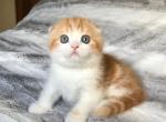 Pumpkin1 - Scottish Fold Kitten For Sale - 