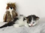 Brown Tabby With White Male - Maine Coon Kitten For Sale - Union City, MI, US