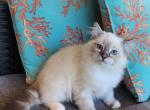 Male RAGDOLL kitten - Ragdoll Kitten For Sale - Ellensburg, WA, US