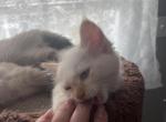 Hypoallergenic Balinese kittens - Balinese Kitten For Sale - 