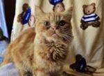 Marvin - British Shorthair Kitten For Sale - New York, NY, US