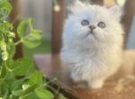 Edalyn - Persian Kitten For Sale - Seattle, WA, US