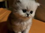 Arya - Persian Kitten For Sale - Farmington, MI, US