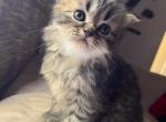 Tyrion - Persian Kitten For Sale - Farmington, MI, US