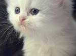 Osha - Persian Kitten For Sale - Farmington, MI, US