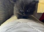 Lyanna - Persian Kitten For Sale - Farmington, MI, US