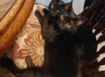 Twinkle & Star - Domestic Kitten For Adoption - Glen Cove, NY, US