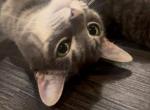 Cuddles - Domestic Cat For Adoption - Chalfont, PA, US