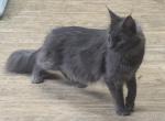 Registered Blue Smoke Female - Maine Coon Cat For Sale - Vanceburg, KY, US