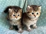 British Dark Golden  Sisters - British Shorthair Kitten For Sale - Orlando, FL, US