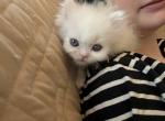 Mozzarella - Persian Kitten For Sale - Farmington, MI, US