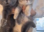 Purebred Scottish Fold Male - Scottish Fold Kitten For Sale - Lindenhurst, NY, US