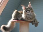 Eshli - Maine Coon Kitten For Sale - 