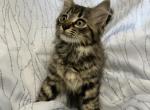 Maine Coon Kittens - Maine Coon Kitten For Sale - 