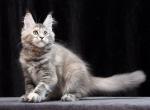 Delica - Maine Coon Kitten For Sale - New York, NY, US