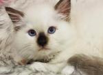 Godiva - Ragdoll Kitten For Sale - Cookeville, TN, US