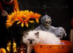 Ever So Sweet Ragdolls - Ragdoll Kitten For Sale - 