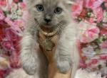 Chocolate Mink - Ragdoll Kitten For Sale - Cookeville, TN, US