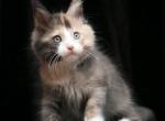 Ivetta - Maine Coon Kitten For Sale - New York, NY, US