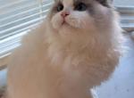 NiNi - Ragdoll Kitten For Sale - 