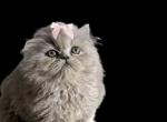 Cfa blue persian girl kitten - Persian Kitten For Sale - Woodburn, IN, US