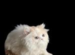 Cfa registered red bicolor male kitten - Persian Kitten For Sale - Woodburn, IN, US