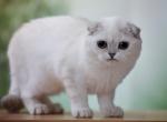 White Scottish Fold - Scottish Fold Kitten For Sale - Folsom, CA, US