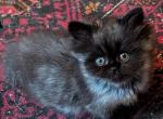 CFA Registered Male Black Smoke Kitten - Persian Kitten For Sale - 