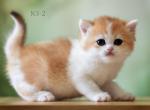 Scottish Fold Golden and White Female - Scottish Straight Kitten For Sale - Folsom, CA, US