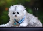 Scottish Fold Highland White Male - Scottish Fold Kitten For Sale - Folsom, CA, US