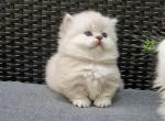 Ricci - Munchkin Kitten For Sale - Norwalk, CT, US