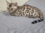 Storm kittens - Bengal Kitten For Sale - Jersey City, NJ, US