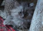 Lovable Persian CFA Registered Kitten - Persian Kitten For Sale - 