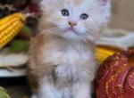 TICA male SOLD - Maine Coon Kitten For Sale - 