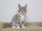 Aegon - Maine Coon Kitten For Sale - NY, US