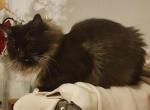 Queen Greta - Siberian Cat For Sale/Retired Breeding - 