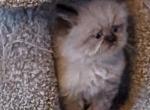 CFA Registered Male Seal Point Himalayan - Himalayan Kitten For Sale - 