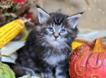 TICA female - Maine Coon Kitten For Sale - 