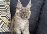 Maine Coon - Maine Coon Kitten For Sale - Las Vegas, NV, US