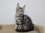 Vigo - Maine Coon Kitten For Sale - NY, US