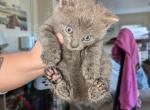 Ashes - American Shorthair Kitten For Sale - 